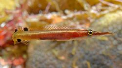 Arrow Blenny (2 cm). These tiny fish are tough to spot, b... by Jim Chambers 
